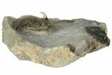 Walliserops Trilobite With Free-Standing Spines - Foum Zguid #179608-2